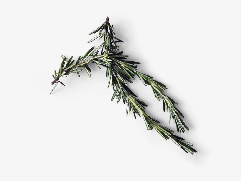 Rosemary - Kitchen, transparent png download