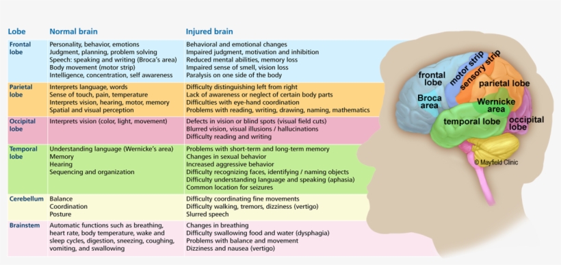 Lobes Of The Brain - Cocktail, transparent png download