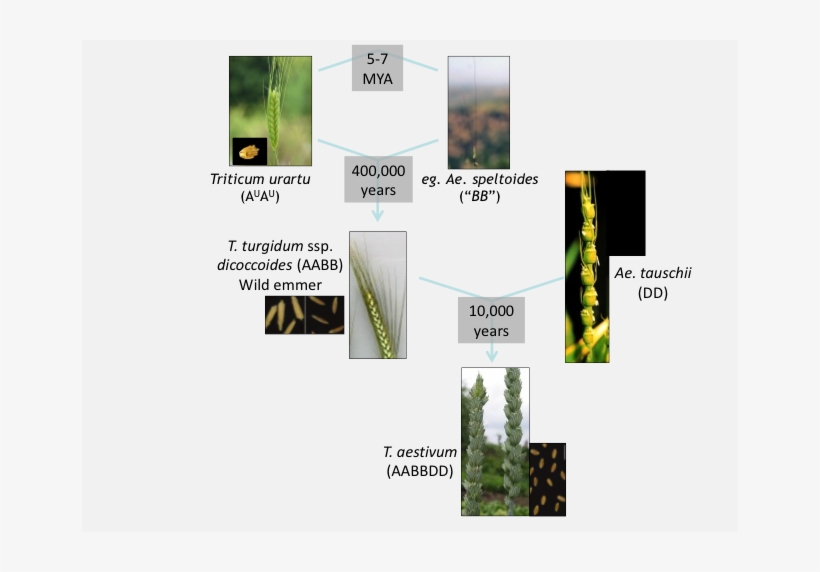 Wheat Originated From Two Separate Crosses Between - Sh2 Domain, transparent png download