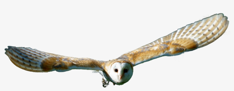 Barn Owl Png Transparent Hd Photo - Barn Owl Transparent Background, transparent png download