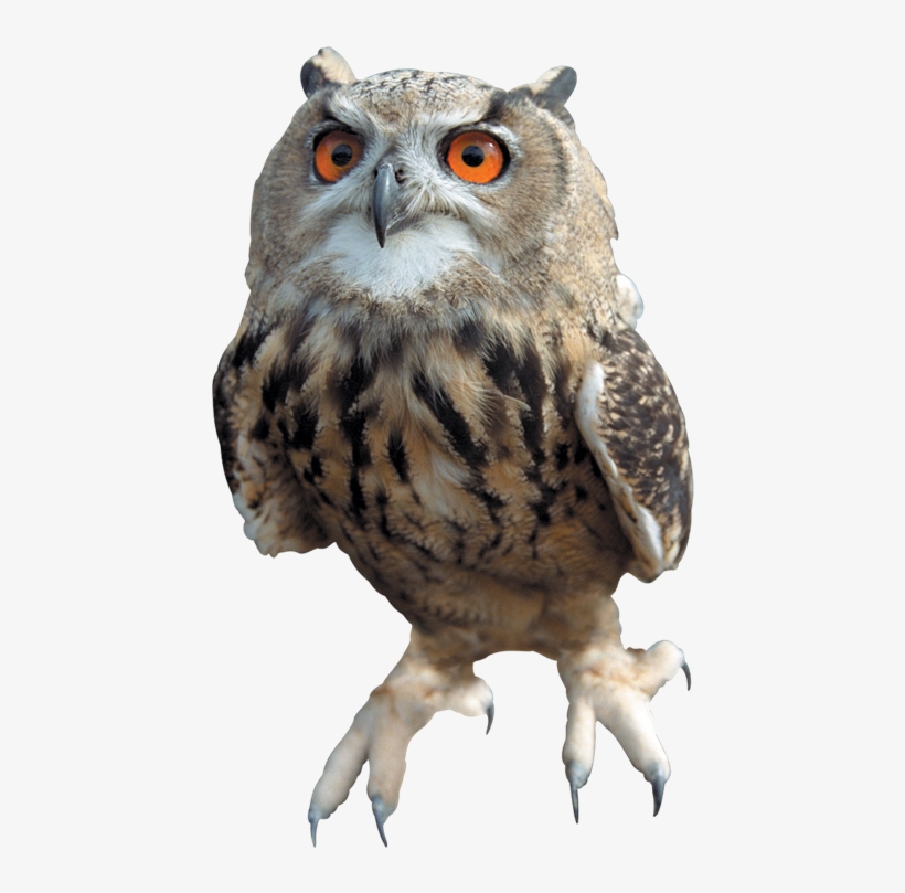 Barn Owl Transparent Images Png - Owl Png, transparent png download