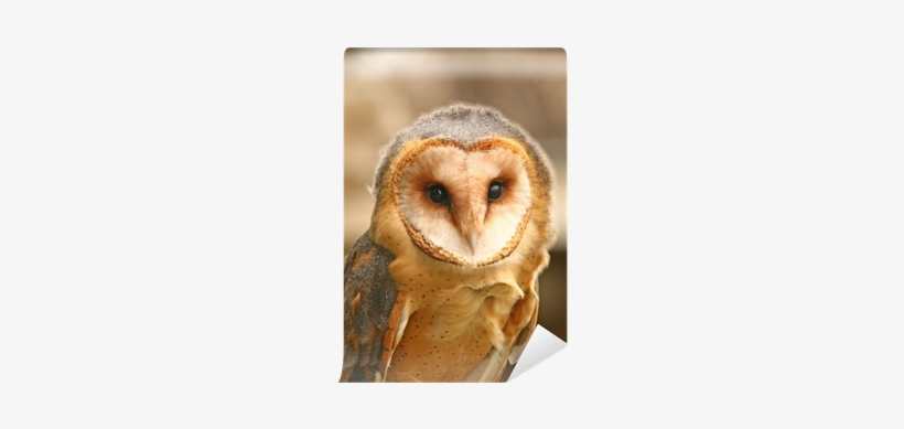 Barn Owl, transparent png download