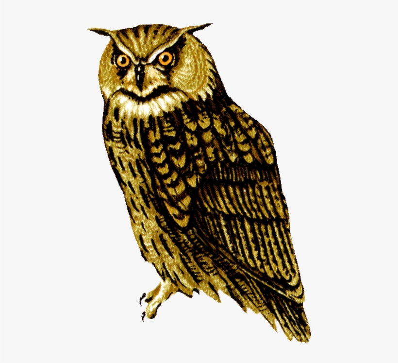 Barn Owl Png Transparent Picture - Realistic Owl Png, transparent png download