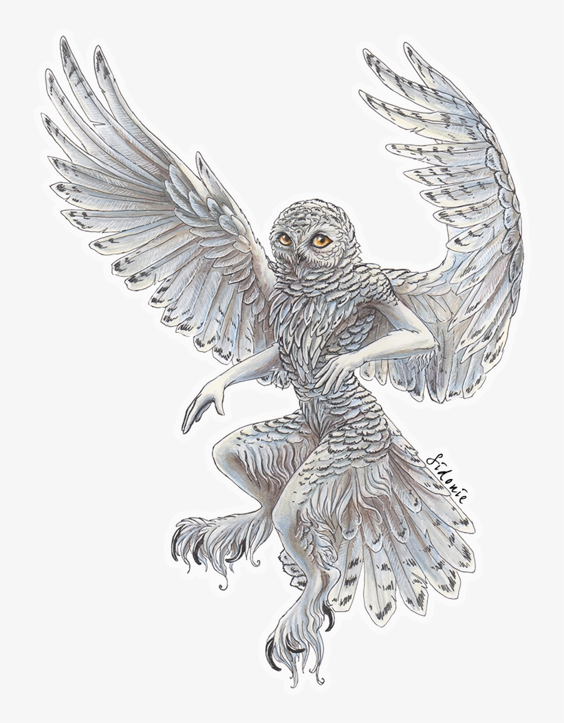 Snowy Owl By Sidonie On Deviantart Png Free Download - Transparent Snowy Owl, transparent png download