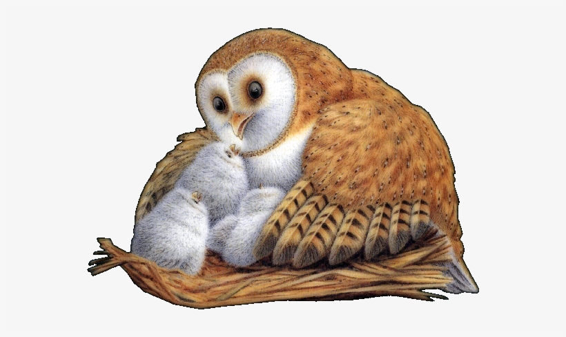 Owl With Owlets - Night, transparent png download