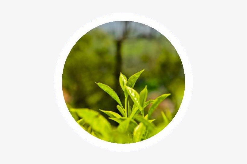 Organic Tea Leaves - Tea, transparent png download