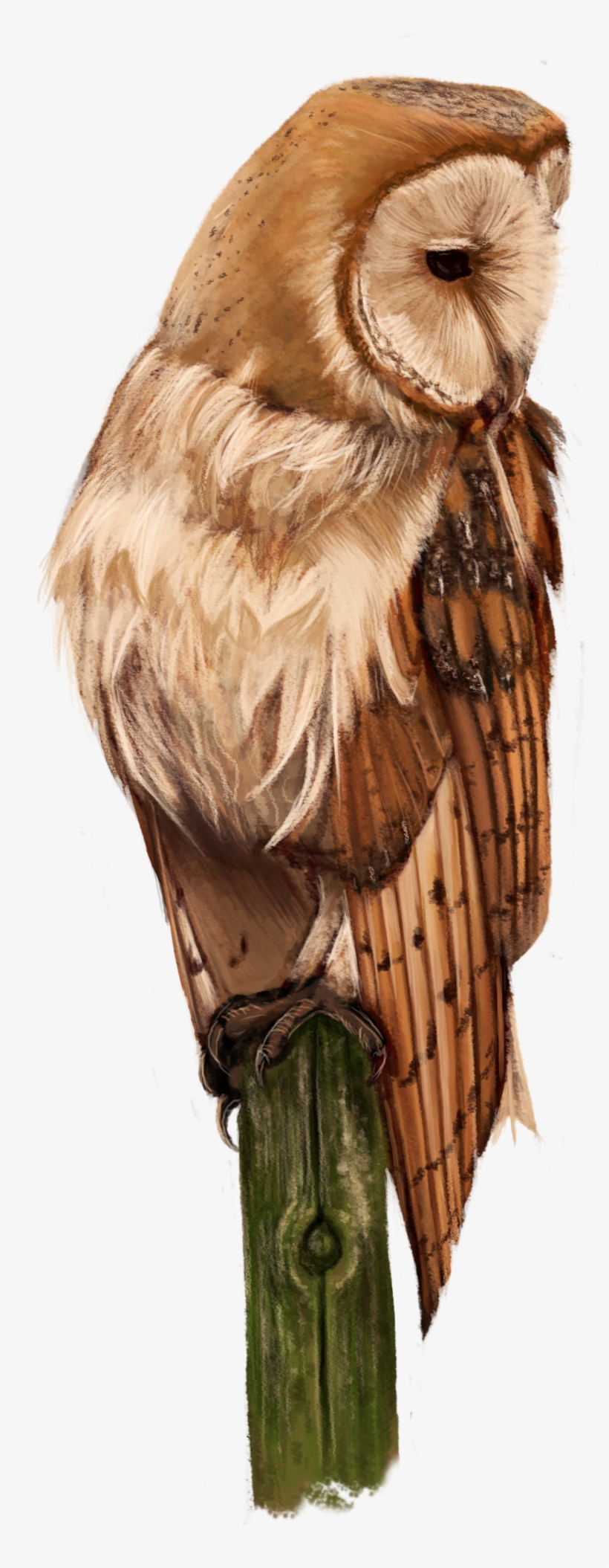 Barn Owl, transparent png download