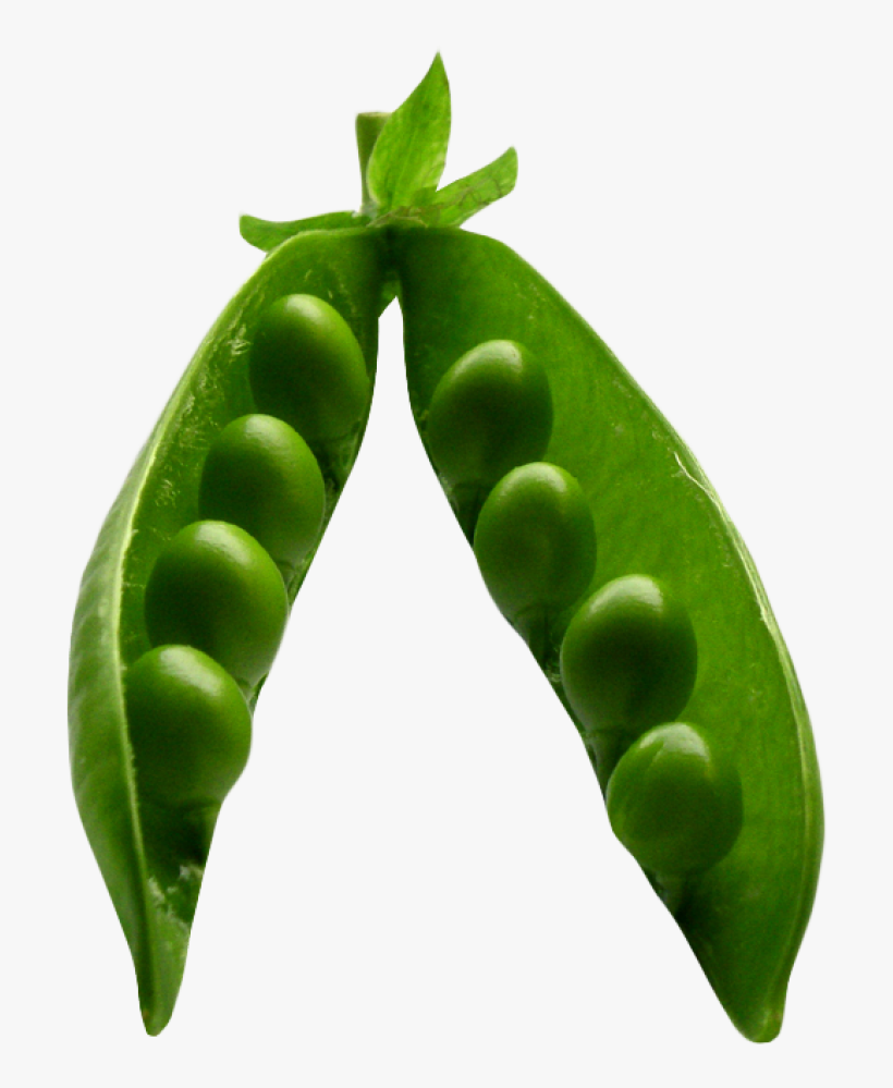 Download Pea Png Image - Pea Png, transparent png download