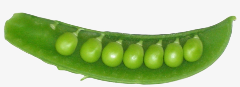 Pea Png - Peas In A Pod Png, transparent png download