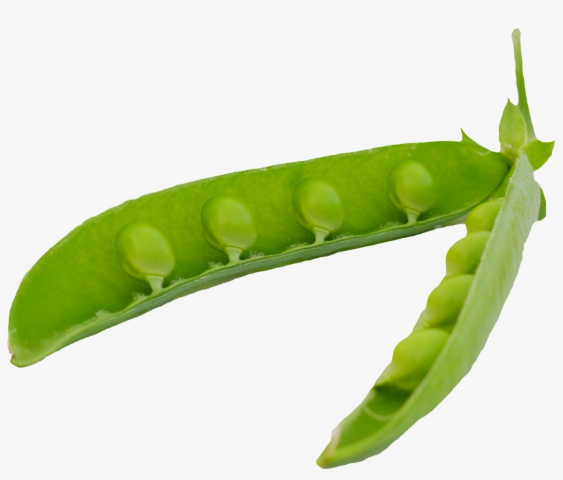 Pea, transparent png download
