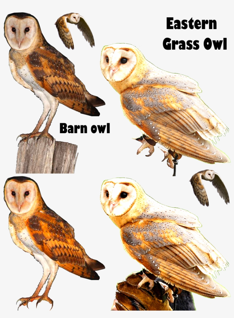Grass Owl Owl Owl Png Barn Owl Png Render Care Of Magical - Barn Owl, transparent png download