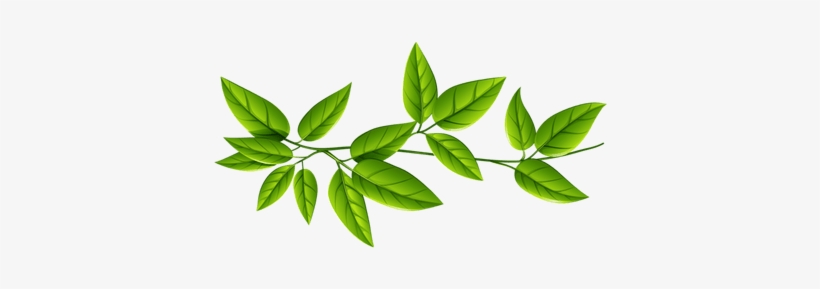 Green Leaves Background Png, transparent png download