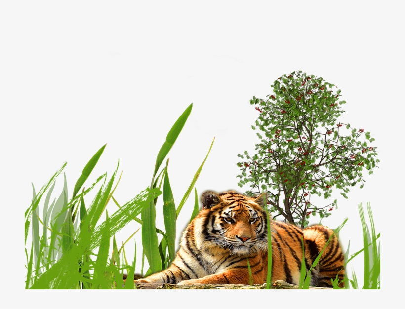 Long Grass Transparent Background Png - Head Of A Leopard With Bright Eyes, transparent png download