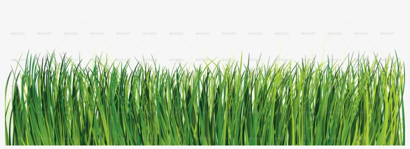 Conceptual Vectors - Sweet Grass, transparent png download