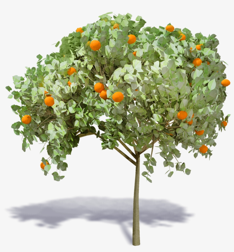 3d Viewview - Mandarin Orange, transparent png download