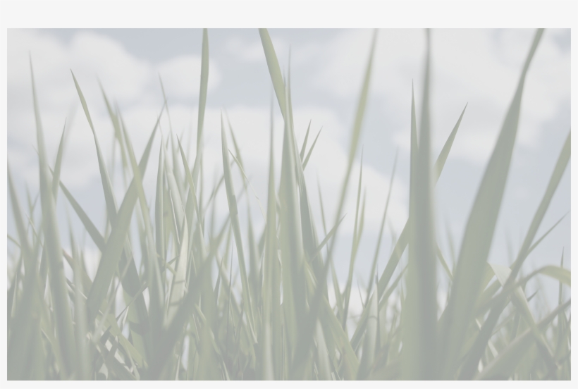 Grass Background - Our Living Earth - Custom Edition (paperback), transparent png download