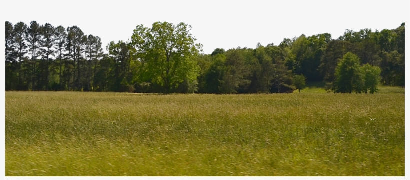 Forest Free Png Image - Forest Png, transparent png download