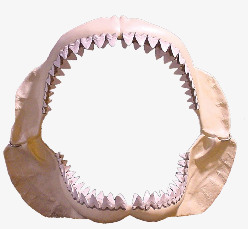 Megalodon-0 - Shark Teeth Png, transparent png download