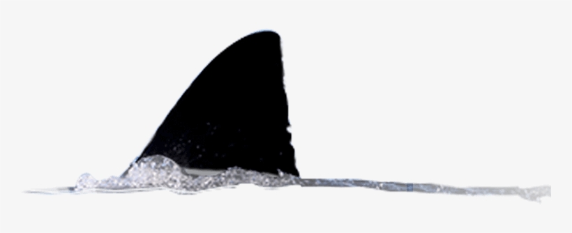 A Large Shark Fin Moving Through Water Water Png Image Transparent Png Free Download On Seekpng