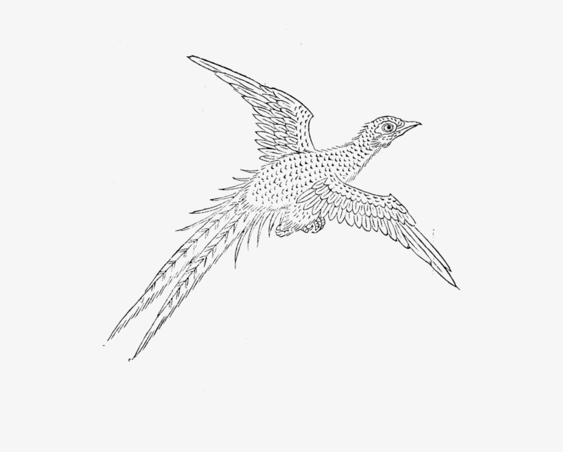 425×480像素 - Sketch, transparent png download