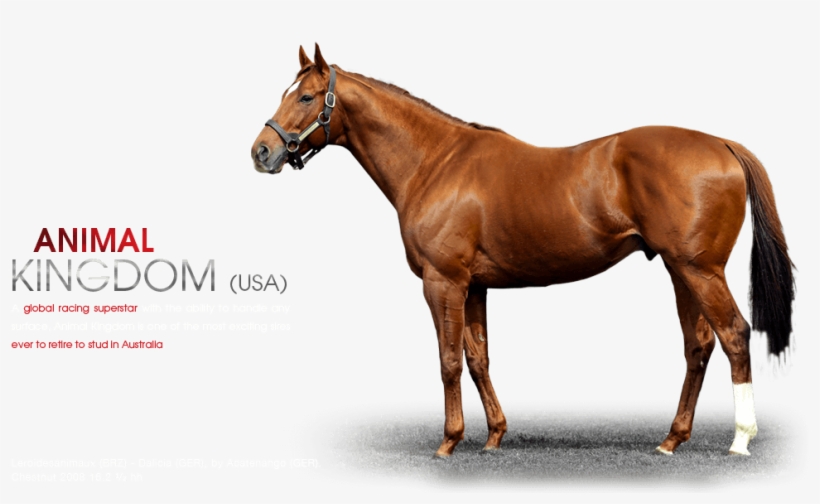 Animal Kingdom Leroidesanimaux -dalicia By Acetenango - Horse, transparent png download