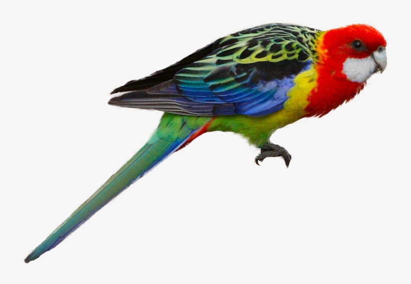 Eastern Rosella - Golden Mantled Rosella Parakeet, transparent png download