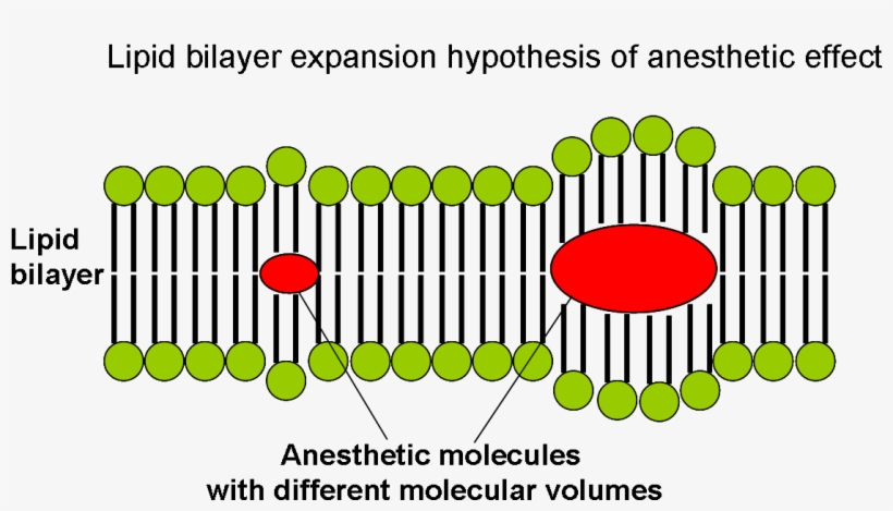 Lipid Bilayer Expansion Hypothesis Of Anesthetic Effect - Bilayer, transparent png download