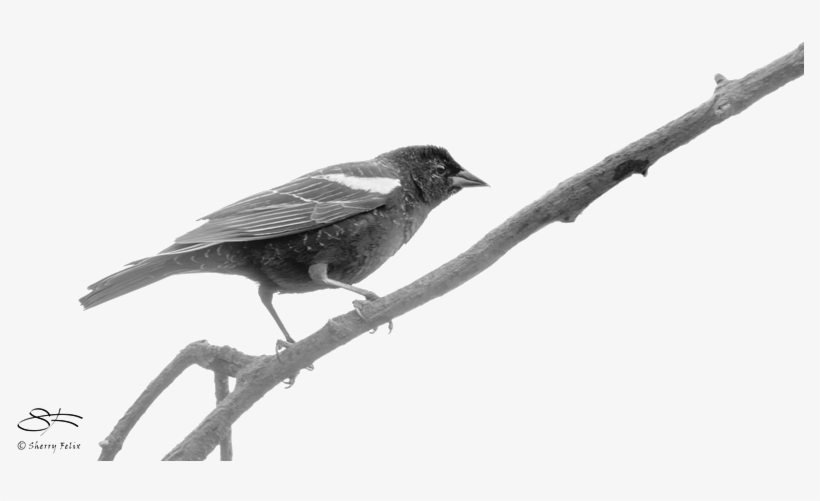 Friday, December 14, 2018, To Saturday, January 5, - Rusty Blackbird, transparent png download