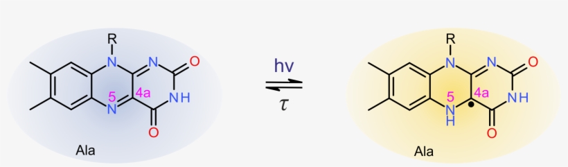 Alternate Photocycle In Cysteine Devoid Light Oxygen - Synthesis Of Tetracycline, transparent png download