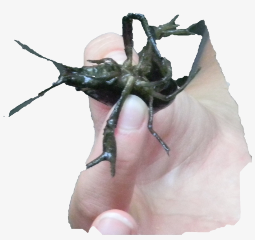 Crayfish - Elephant Beetle, transparent png download