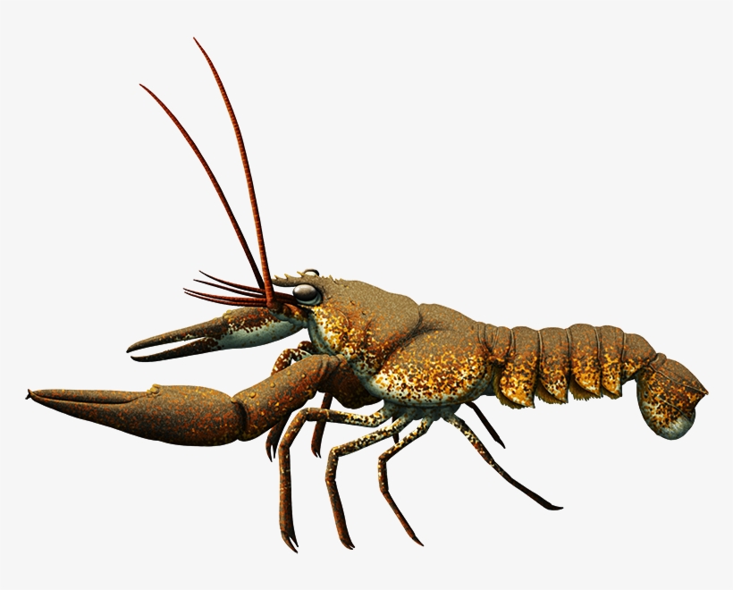 “ Almost-living Fossils Month - Hoploparia, transparent png download