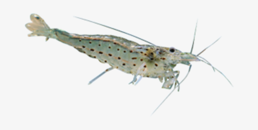 Shrimp, transparent png download