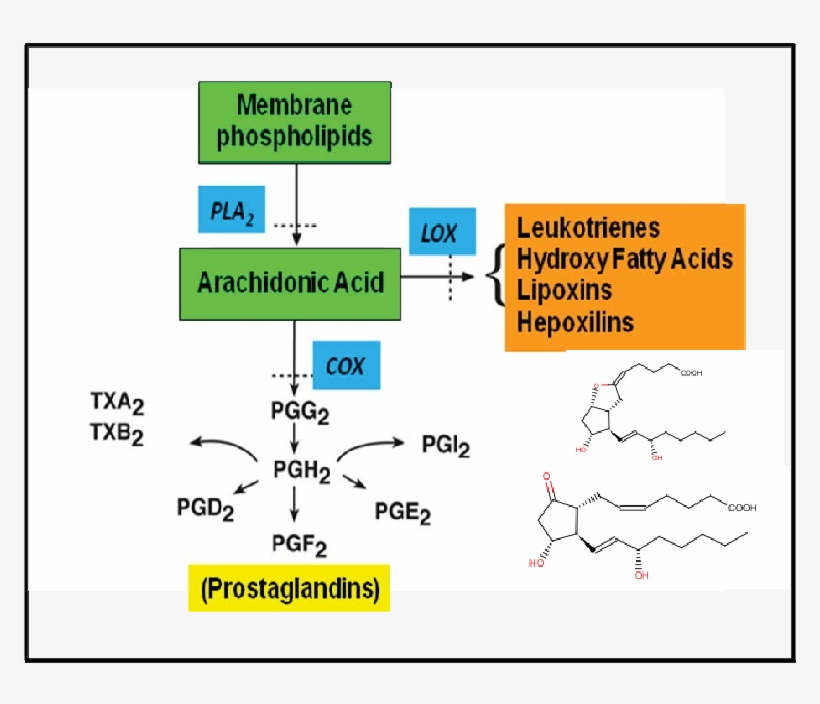 An Outline Of Eicosanoid Biosynthesis - Phospholipase A Pathway In Insect, transparent png download
