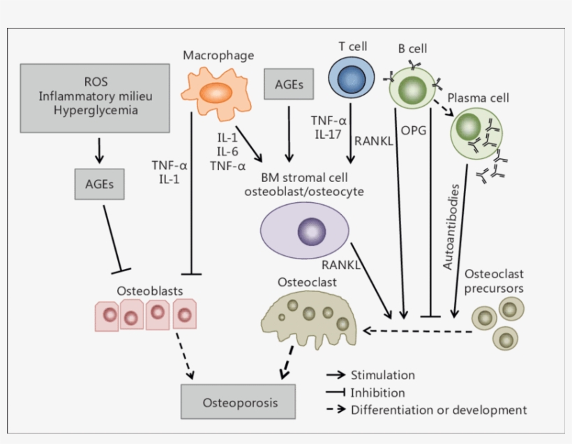 A Partly Hypothetical Model Of The Role Of Components - Reactive Oxygen Species, transparent png download