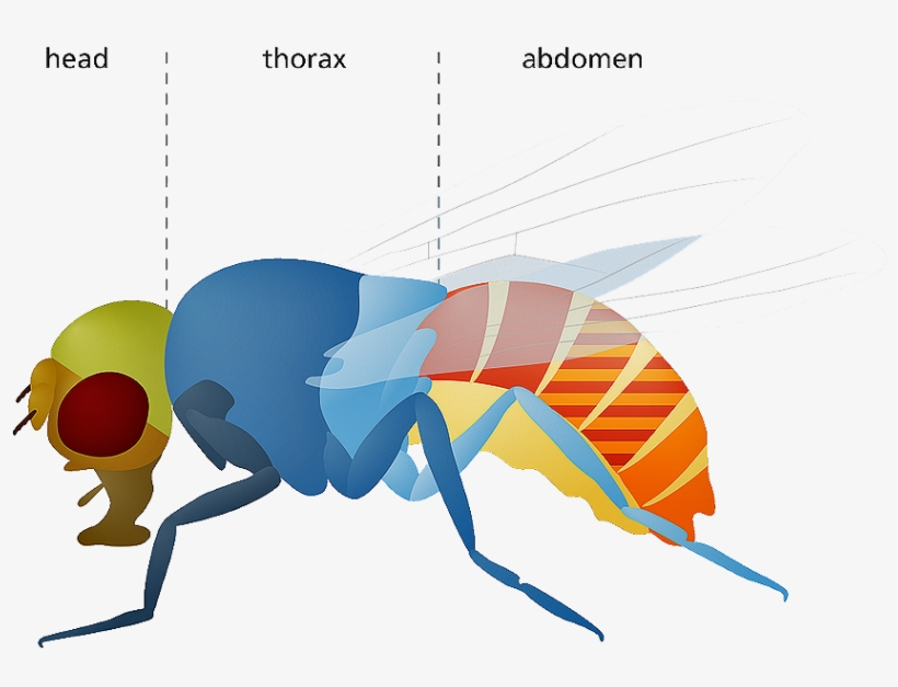 En Un Experimento Con La Llamada "mosca De La Fruta\ - Fruit Flies, transparent png download
