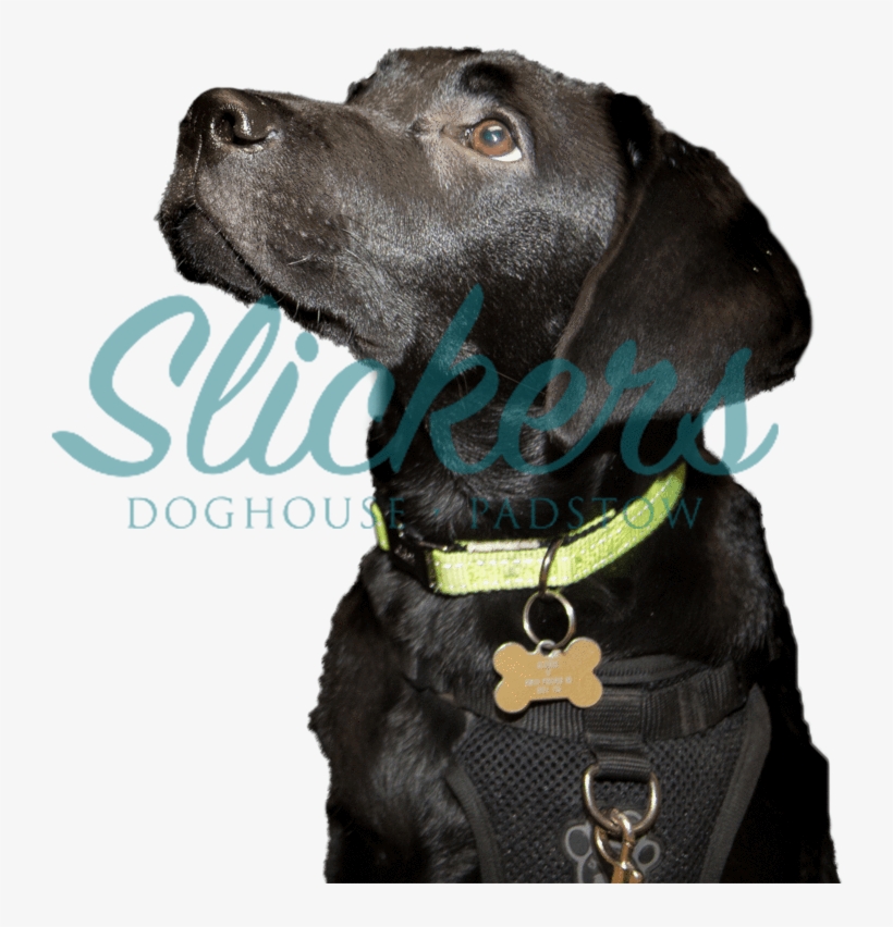 Photo 59 - Christmas Day, transparent png download