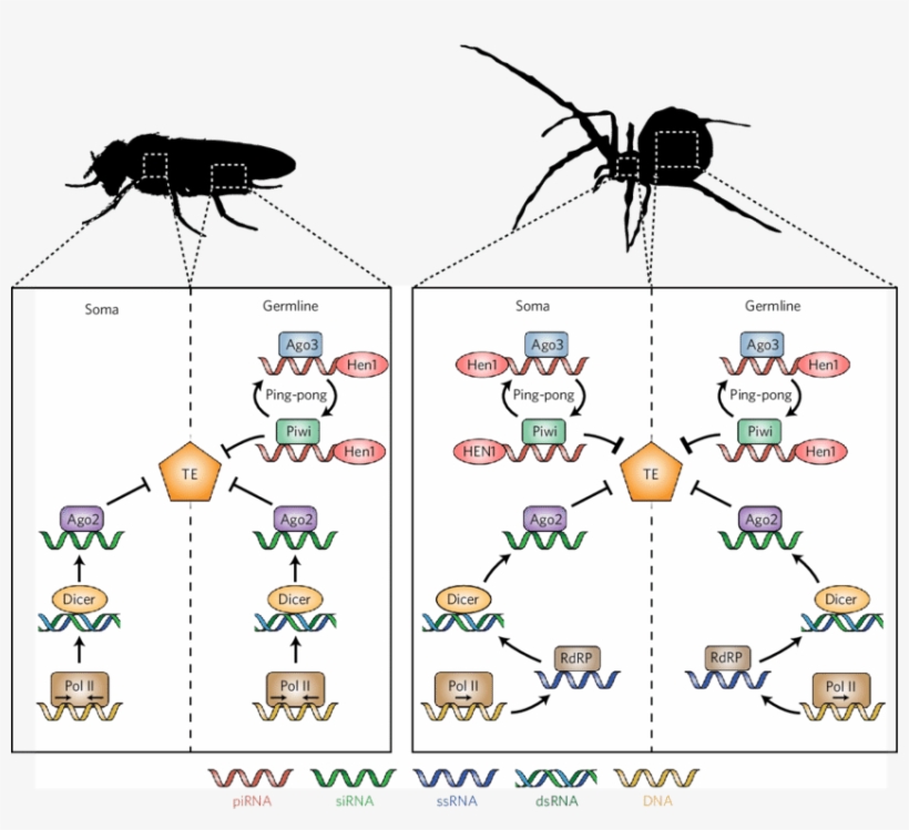 A Model Of The Divergent Small Rna Pathways Silencing - Arthropod, transparent png download