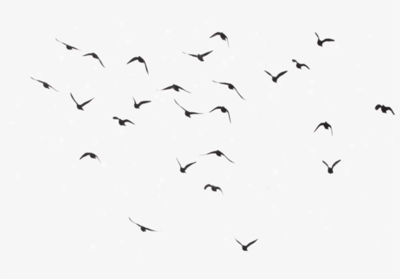Bird Birds Divergent Picsart @selenagomez-lamija - Birds Fly In The Sky Png, transparent png download