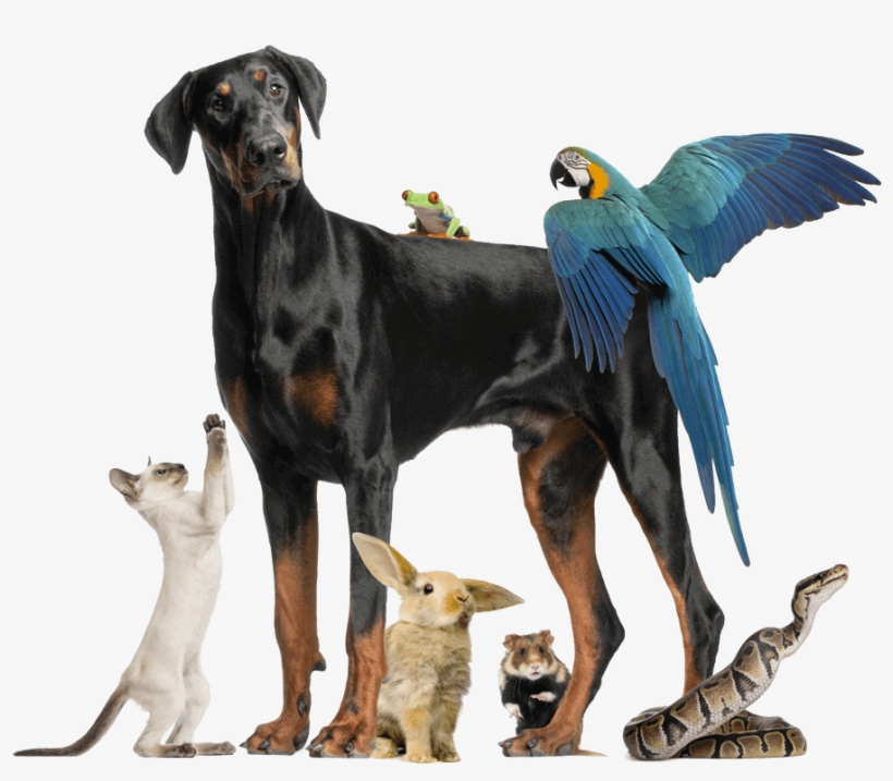 Dog Cat Bunny Bird Frog Snake Mouse900png - Pet Sitter's Handbook, transparent png download