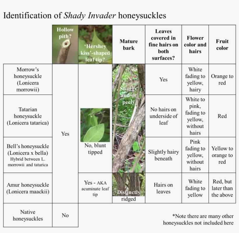 Honeysuckle Identification Tips - Lonicera Identification, transparent png download