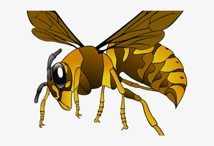 Hornet Clipart Drawn - Hornet Svg, transparent png download