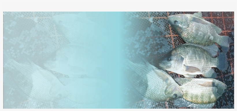 Whole Fish & Fillet - Tilapia, transparent png download