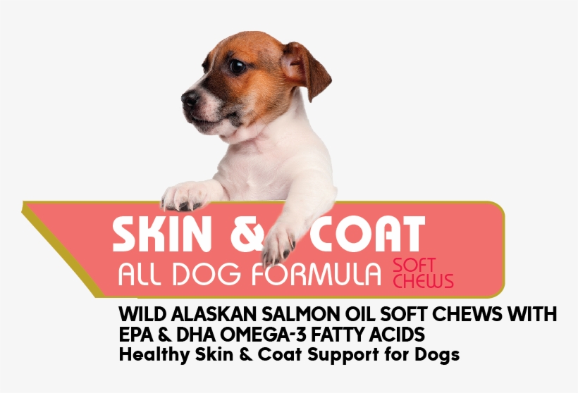 [images Style="0" - Jack Russell Terrier, transparent png download