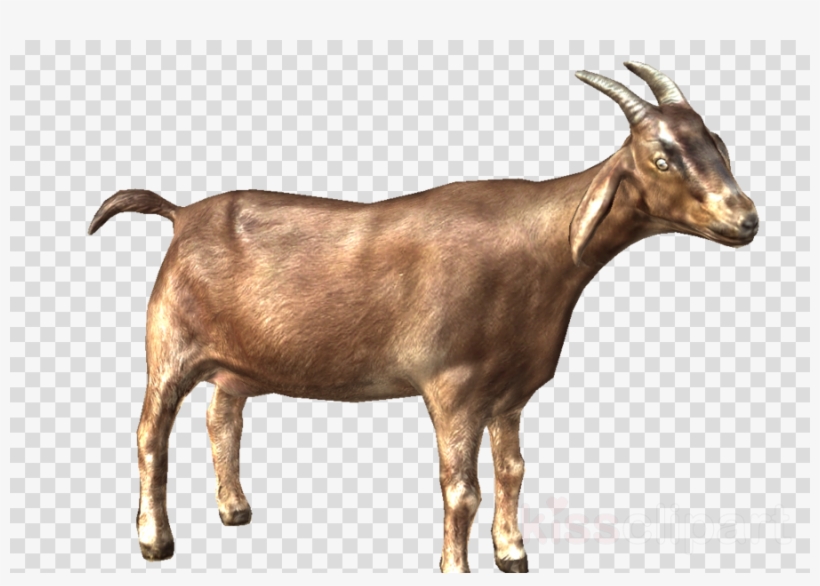 Goat Clipart Nigerian Dwarf Goat Oberhasli Goat Cattle - Goat, transparent png download
