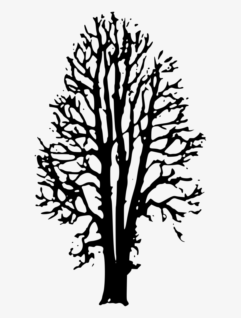 Svg Royalty Free Onlinelabels Clip Art - Beech Tree Clip Art, transparent png download
