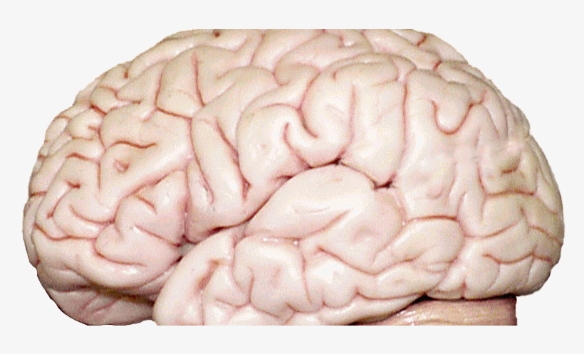 Unexpectedly Speedy Expansion Of Human, Ape Cerebellum - Two Division Of Cerebrum, transparent png download