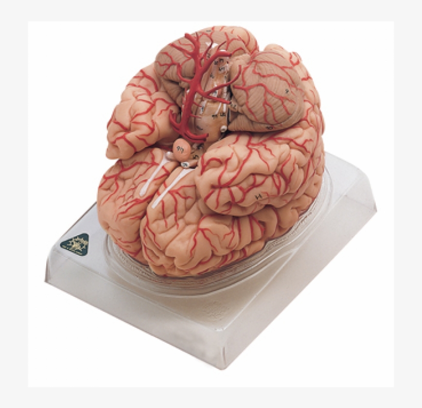 Deluxe Brain With Arteries Anatomical Model - Brain With Arteries, transparent png download