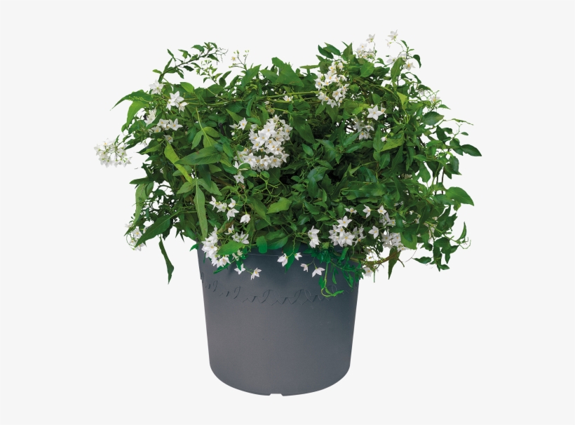 Home > Collection > Algarve Cilindro - Holly, transparent png download