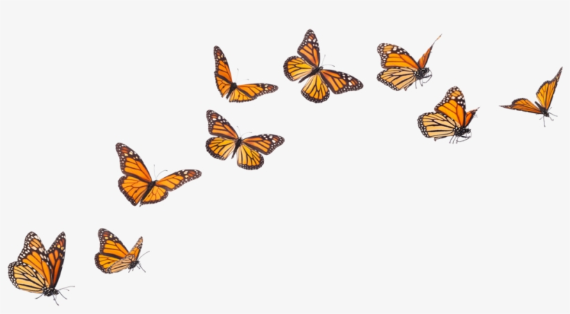 After Years Of Medical Appointments And Survival-scramble, - Ecology Matters By Charles J. Krebs, transparent png download