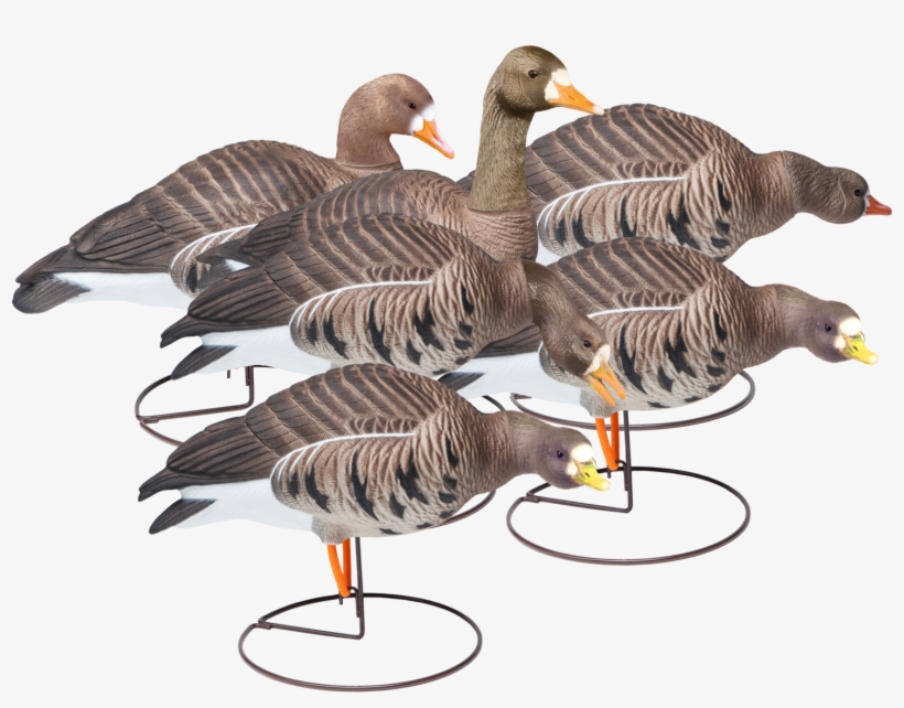 Field Speckle Bellies Six Pack Of Goose Hunting Decoy, transparent png download